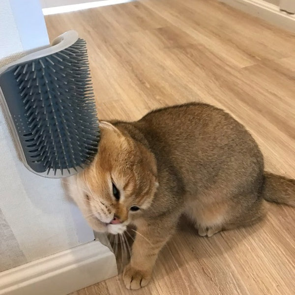 Cat self-grooming wall brush mounted on a wall
